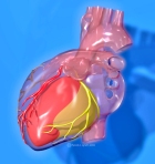 heart and circulatory system 